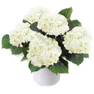 Hortensia blanc vivant en pot, cadeau durable et délicat pour intérieur/extérieur avec floraison annuelle.