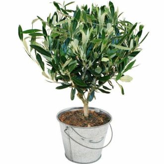 Petit olivier en pot décoratif méditerranéen, symbolique de paix et longévité pour intérieur et extérieur.